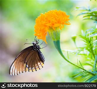 Colorful butterfly perched on a flower to eat.