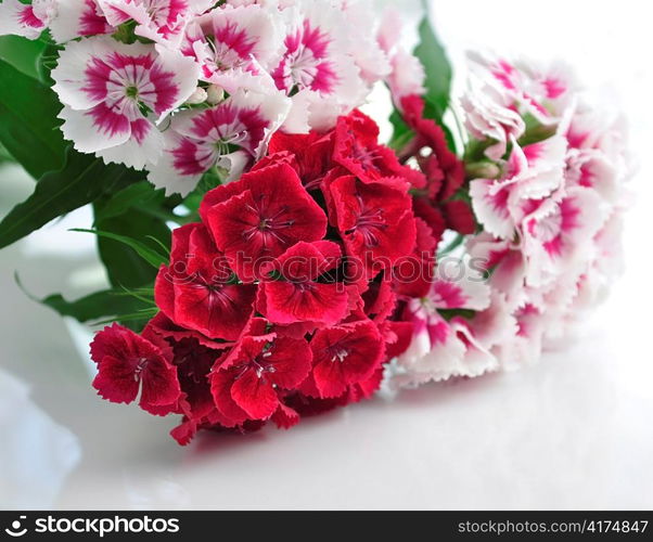 colorful carnation flowers , close up