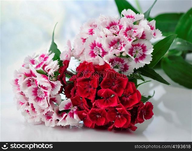 colorful carnation flowers , close up
