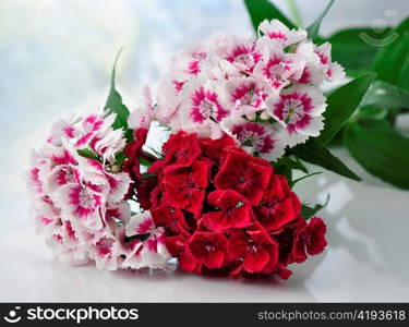 colorful carnation flowers , close up