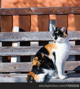 Colorful cat rests on a city bench