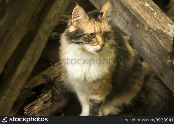 Colorful cat sitting among old wooden boards