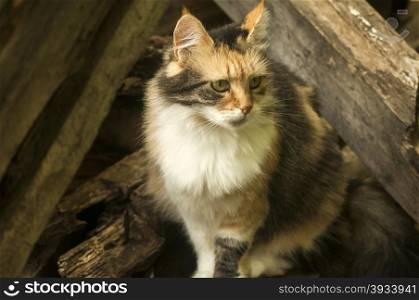 Colorful cat sitting among old wooden boards