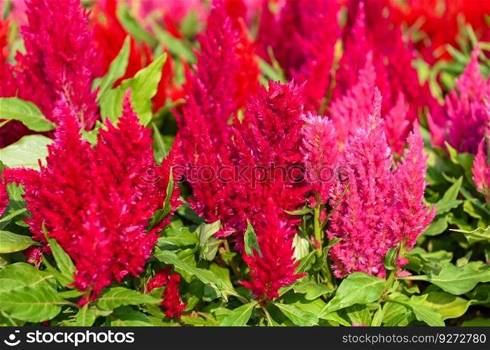 colorful celosia plumosa or P&as Plume Celosia flowers blooming in the garden yellow flowers
