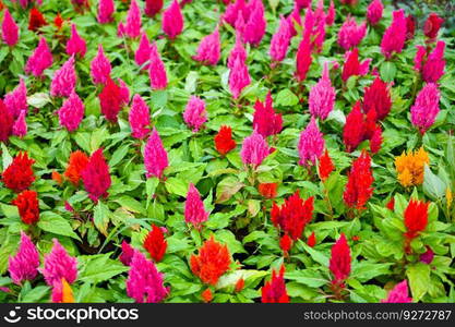 colorful celosia plumosa or P&as Plume Celosia flowers blooming in the garden yellow flowers 