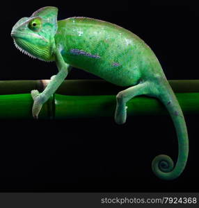 Colorful Chameleon, bright vivid exotic climate