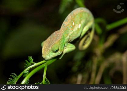 Colorful chameleon in a close-up in the rainforest in Madagascar.. Colorful chameleon in a close-up in the rainforest in Madagascar