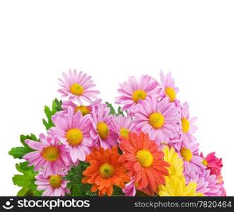 Colorful chrysanthemum bouquet flowers isolated on white background