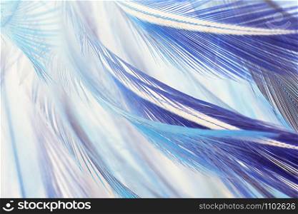 Colorful close up feather soft blue - brown pattern texture background