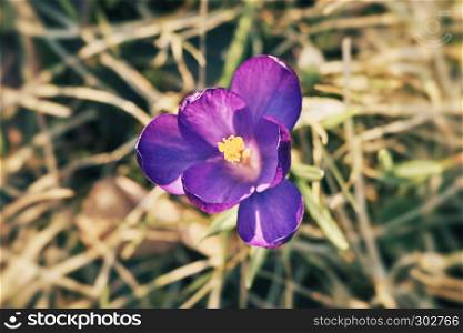 Colorful close up of crocus (crocuses, croci) blooming as early spring symbol in a natural setting.