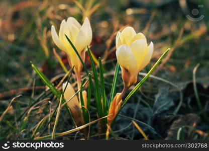 Colorful close up of crocus (crocuses, croci) blooming as early spring symbol in a natural setting.