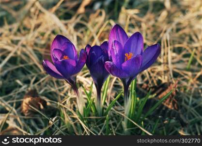 Colorful close up of crocus (crocuses, croci) blooming as early spring symbol in a natural setting.