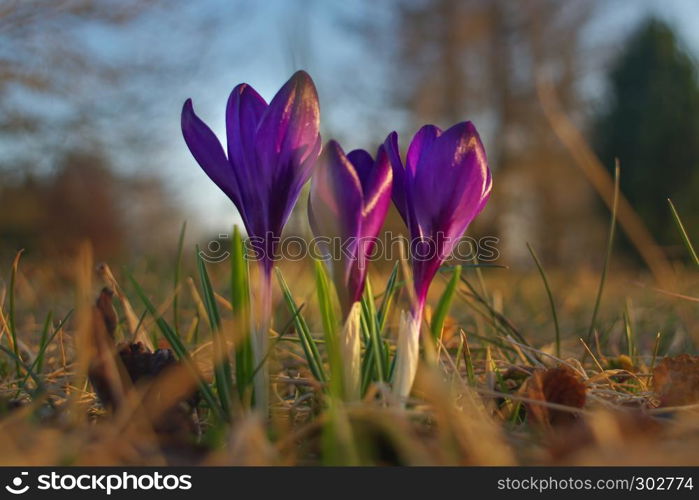 Colorful close up of crocus (crocuses, croci) blooming as early spring symbol in a natural setting.