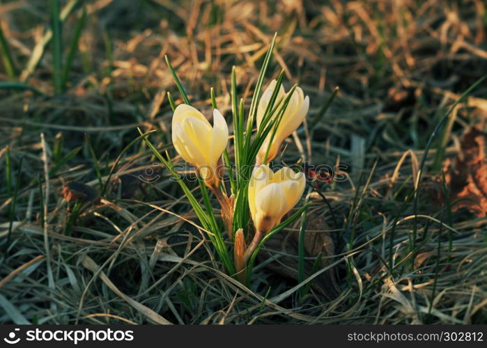 Colorful close up of crocus (crocuses, croci) blooming as early spring symbol in a natural setting.