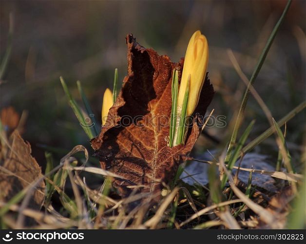 Colorful close up of crocus (crocuses, croci) breaking through old leaf and blooming as early spring symbol in a natural setting.