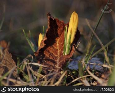 Colorful close up of crocus (crocuses, croci) breaking through old leaf and blooming as early spring symbol in a natural setting.