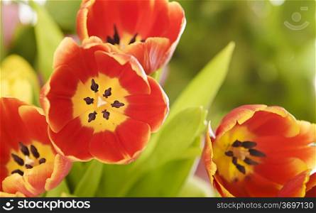 Colorful closeup of red and yellow colored tulips. other flowers blurry on background.
