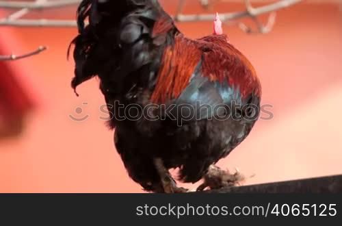 colorful cock