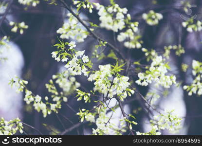 colorful color of flower tree in wild forest