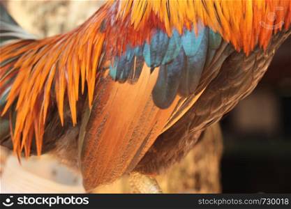 colorful colors and patterns on the wings and feathers of a domesticated native male small forest rooster captive in a village in Northern Thailand, Southeast Asia