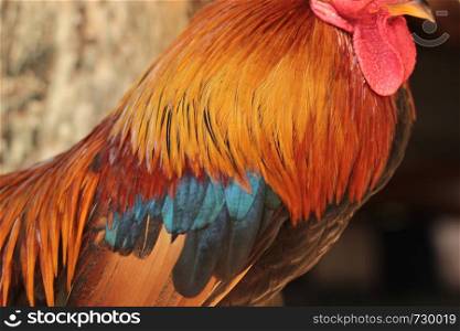 colorful colors and patterns on the wings and feathers of a domesticated native male small forest rooster captive in a village in Northern Thailand, Southeast Asia