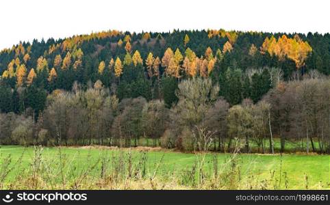 colorful coniferous forest