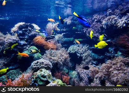 Colorful coral reef with fish and stone