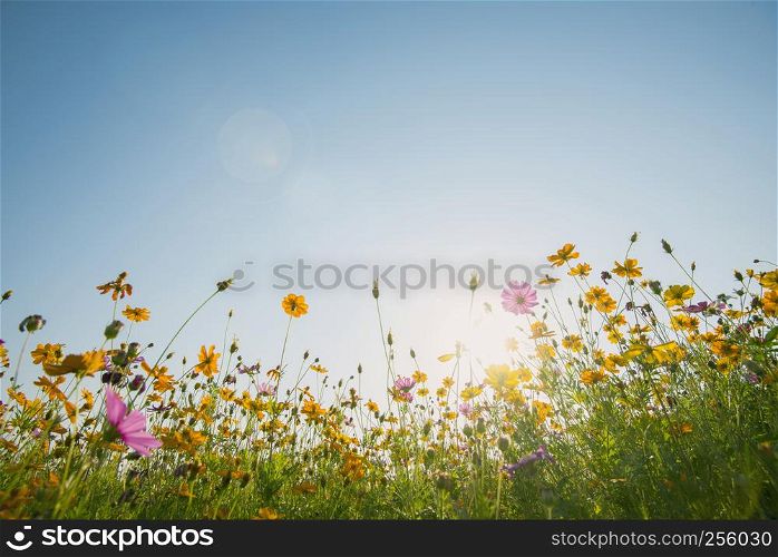 Colorful cosmos flowers field with blue sky and sunlight. Fresh natural background.