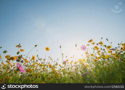 Colorful cosmos flowers field with blue sky and sunlight. Fresh natural background.