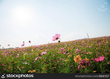 Colorful cosmos on field with the sky at sunset.