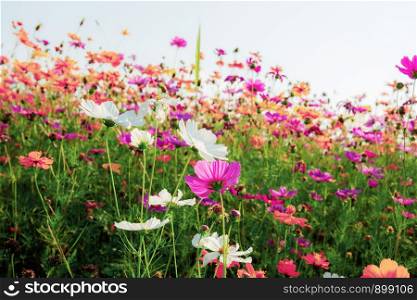 Colorful cosmos on field with the sky in winter.