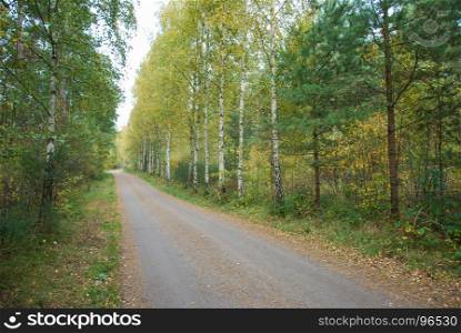 Colorful country road in fall season colors