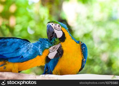 Colorful couple macaw birds parrot on branch tree in the jungle on nature green background / yellow and blue wing macaw ara ararauna