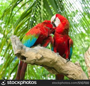 colorful couple macaw kissing in a tree