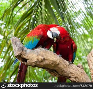 colorful couple macaw kissing in a tree