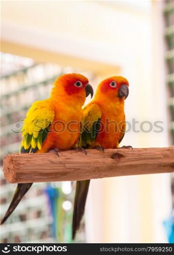 Colorful couple parrot sitting on log.