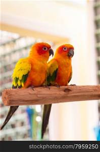 Colorful couple parrot sitting on log.