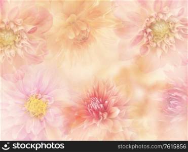 Colorful Dahlia flowers for background, soft focus