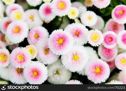 Colorful daisies (Bellis perennis) in a garden. Shallow DOF!