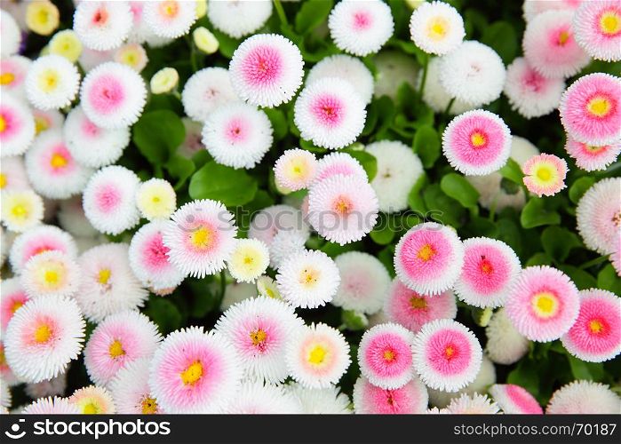 Colorful daisy (Bellis perennis) in a garden. Shallow DOF!