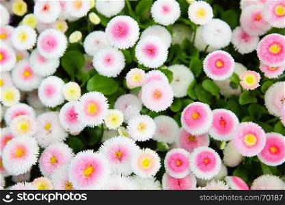 Colorful daisy (Bellis perennis) in a garden. Shallow DOF!