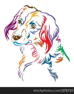 Colorful decorative outline portrait of Nederlandse Kooikerhondje Dog looking in profile, vector illustration in different colors isolated on white background. Image for design and tattoo.