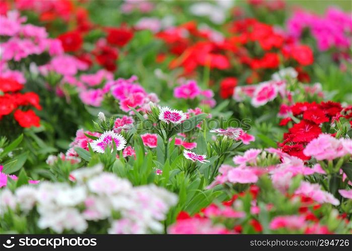 colorful dianthus flower blossom in the garden