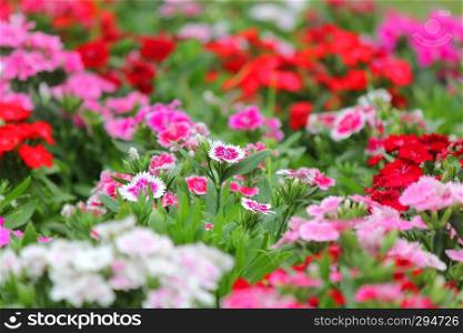 colorful dianthus flower blossom in the garden