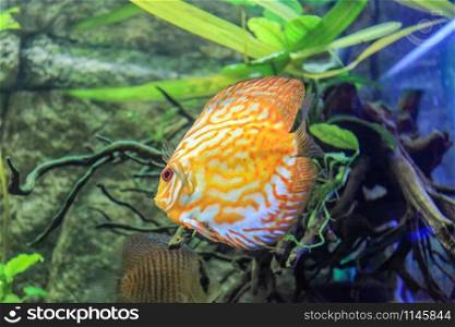 Colorful discus fish in an aquarium (Symphysodon)