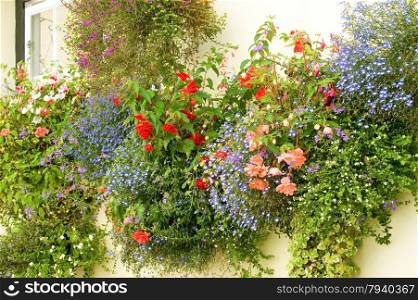 colorful display of floral hanging baskets on a cottage wall