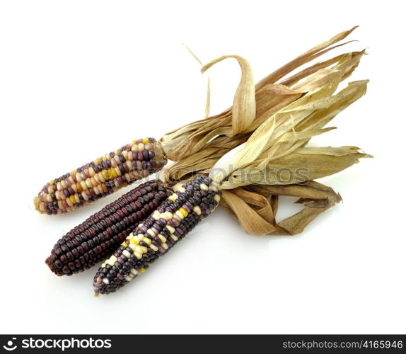 Colorful Dry Corn Cobs On White Background