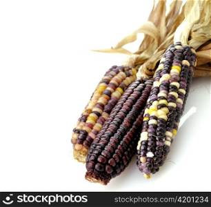Colorful Dry Corn Cobs On White Background