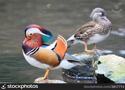 Colorful duck, Mandarin Duck (Aix galericulata), standing on the rock, side profile