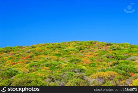 Colorful dwarf shrub with clear blue sky of Menorca island, Balearic Islands, Spain